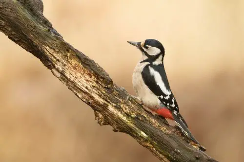 Woodpeckers of Kentucky