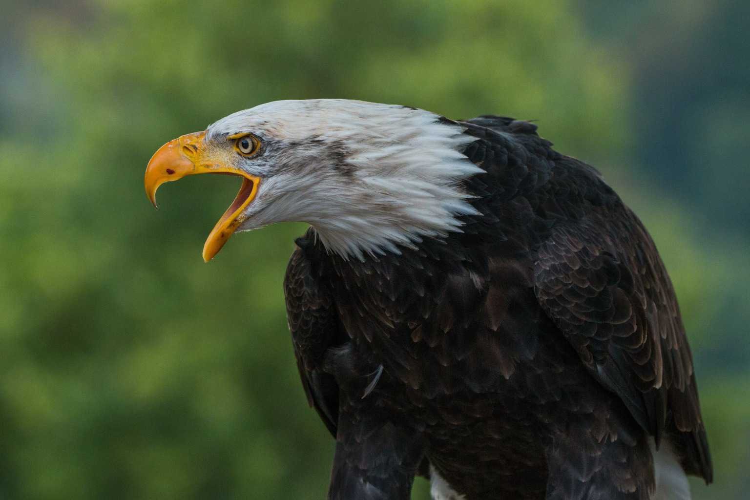 Eagles of Georgia