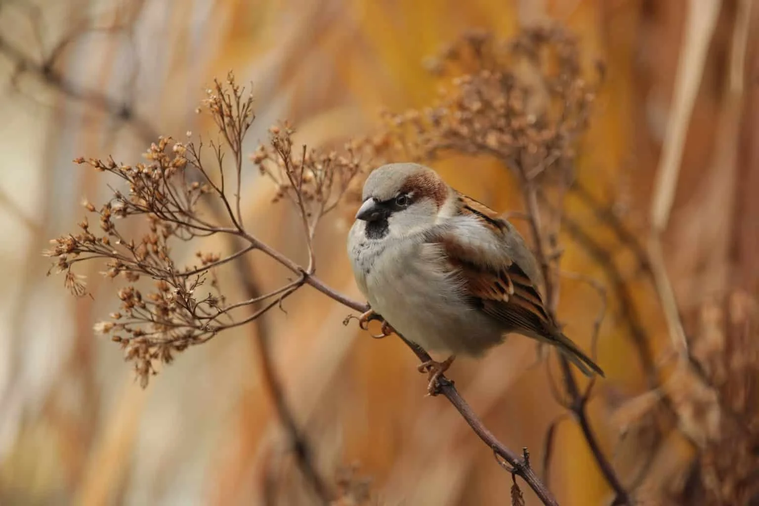 Finches of Connecticut