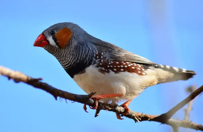 Finches of Delaware