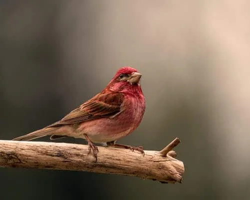 Finches of Iowa