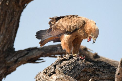 Hawks of Utah