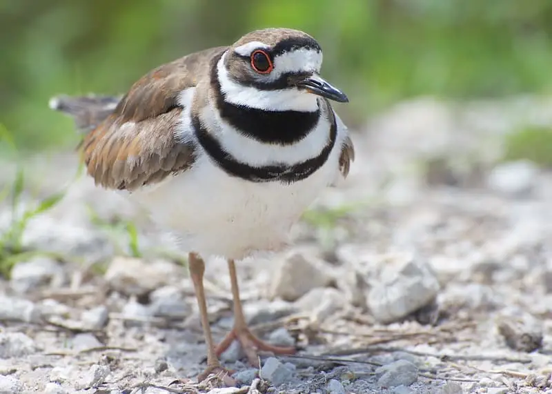 North American Birds with Red Eyes (23 Species with Picures and Sounds ...