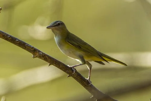 Yellow-green Vireo