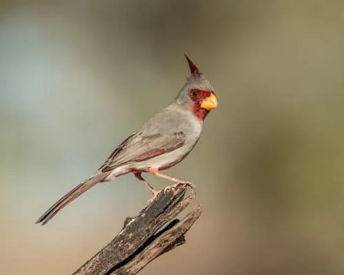 Pyrrhuloxia