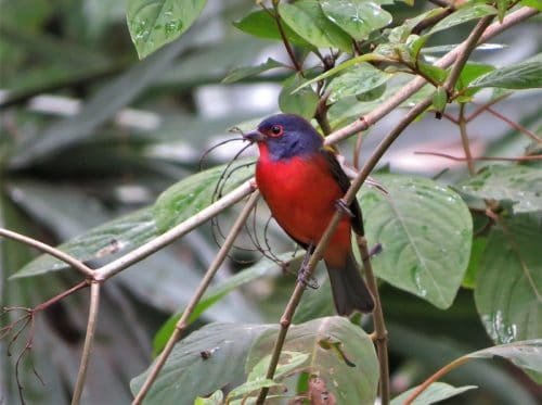 Painted Bunting  