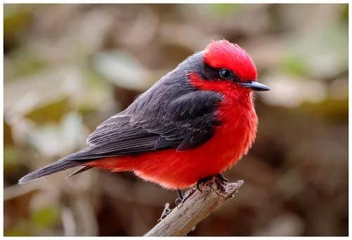 Vermillion Flycatcher