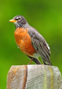 American Robin