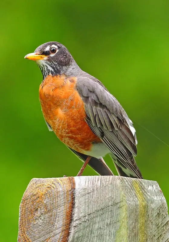 Why do Birds Chirp at Night? (5 Birds with Pictures and Sounds) - Wild