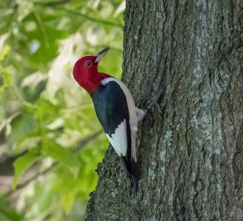 Red-headed Woodpecker