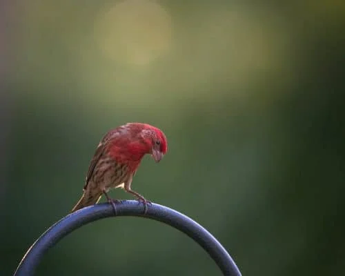 House Finch