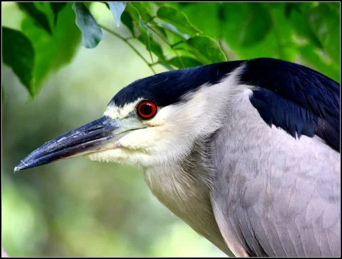 Black-crowned Night-Heron