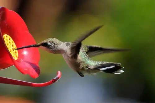 What time of day should you feed hummingbirds?