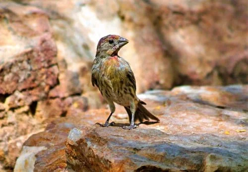 Female House Finch