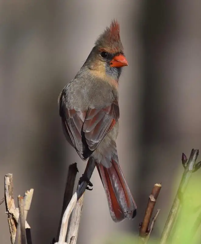 What's the difference between a Male and Female Northern Cardinal