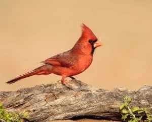 Male Northern Cardinal