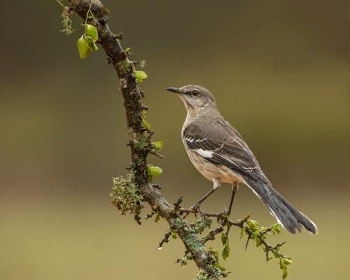 Northern Mockingbird