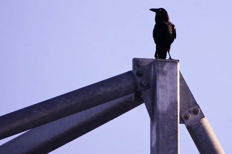 What does seeing a crow symbolise?