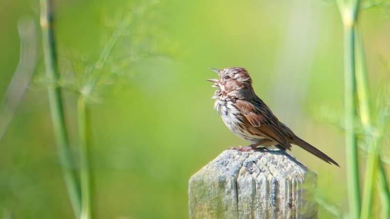 Why do birds chirp at night?