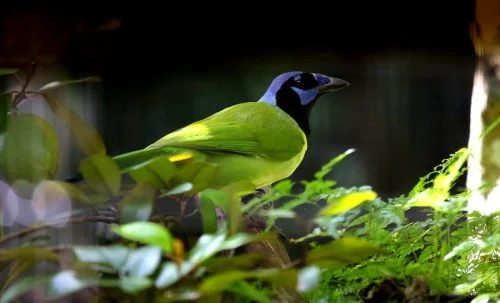 Green Jay 