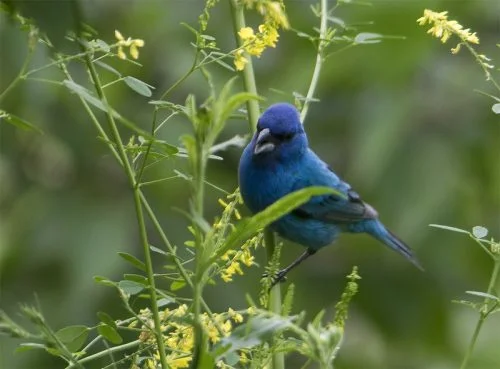 Indigo Bunting 