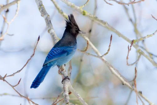 Steller's Jay 