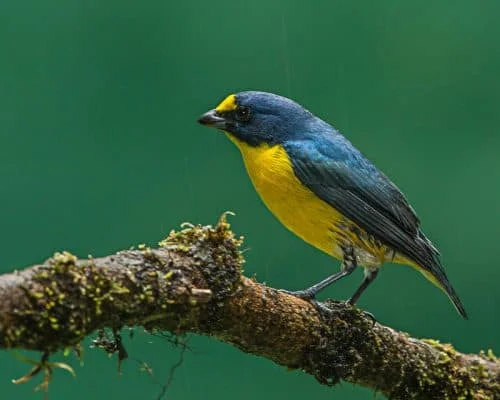 Yellow-throated Euphonia