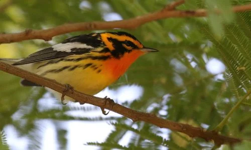 Blackburnian Warbler