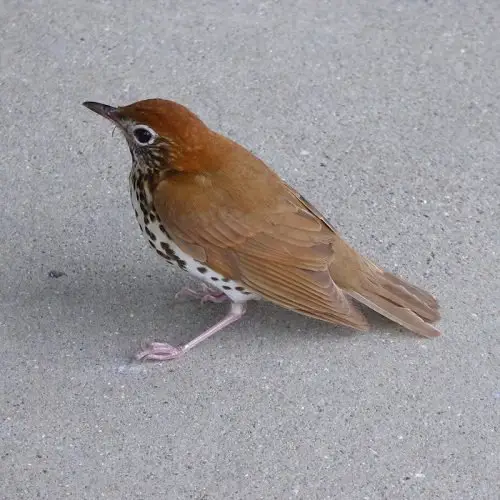 Wood Thrush