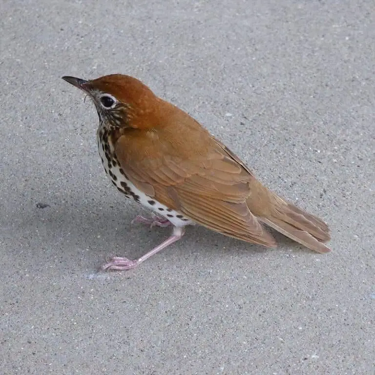 North American Birds with Brown Wings (22 Species with Pictures and ...