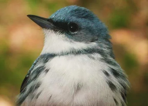 Cerulean Warbler