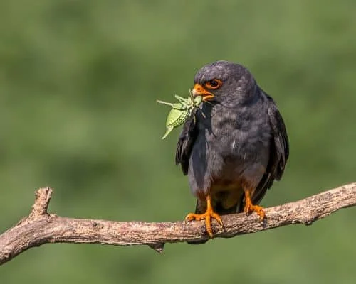 Red-footed Falcon