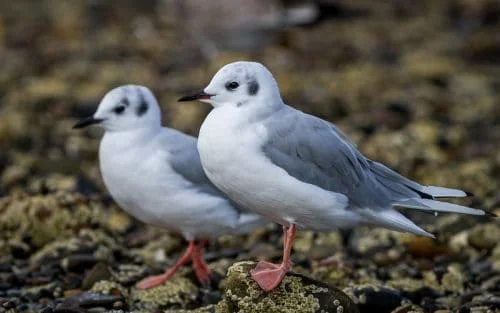 Bonaparte's Gull 