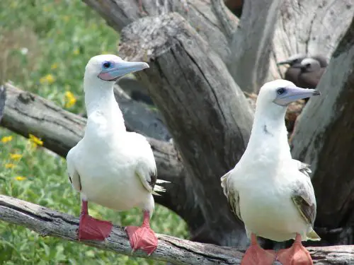 Red-footed Boobies 