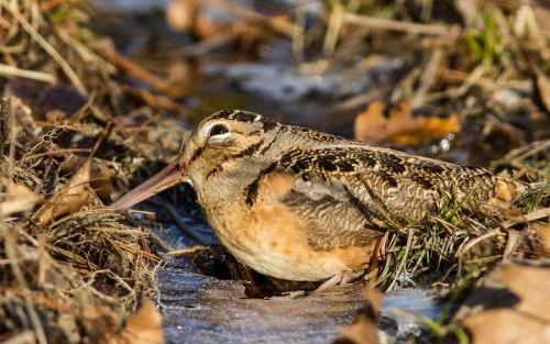 American Woodcock