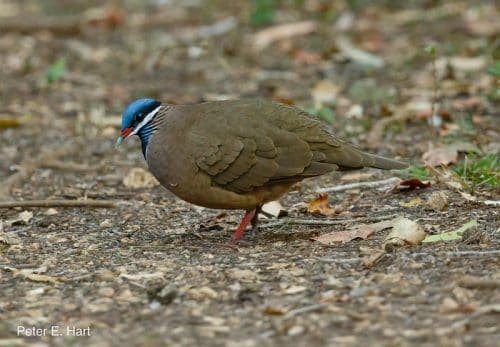 Blue-headed Quail-dove