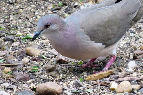 White-tipped Dove 