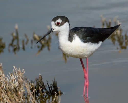 Black-necked Stilta 