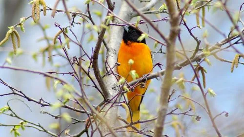 Baltimore Oriole