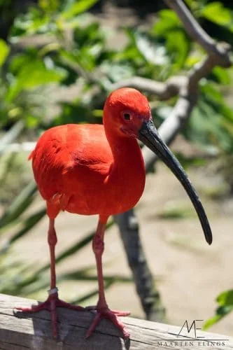 Scarlet Ibis