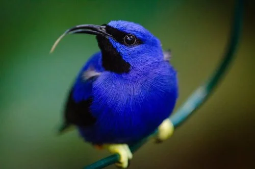 Shining Honeycreeper