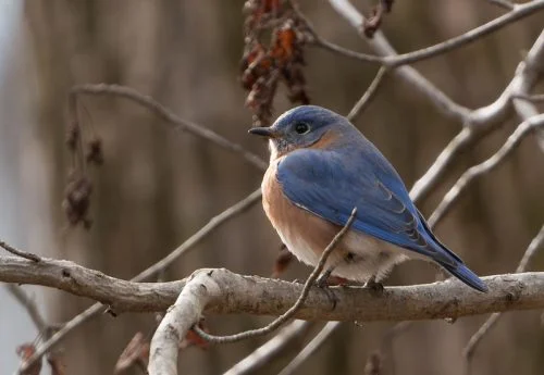 Eastern bluebird 