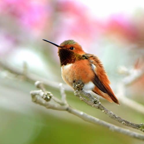 Allen’s Hummingbird
