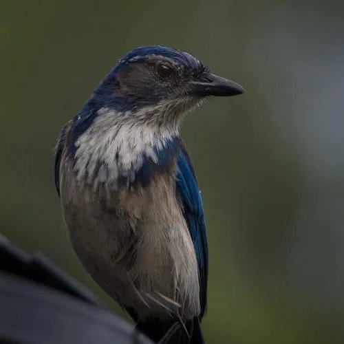 California Scrub-Jay 