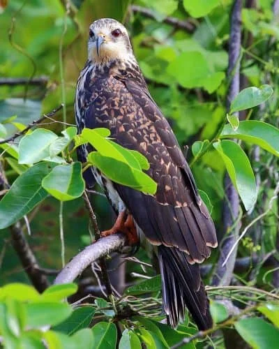 Snail Kite