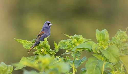 Blue grosbeak