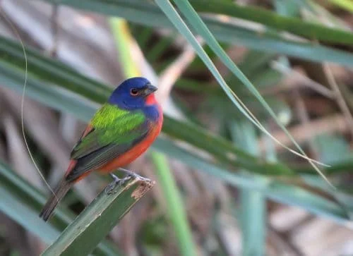 Painted bunting 