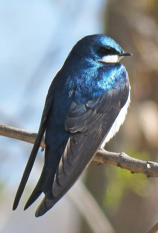 Tree Swallow