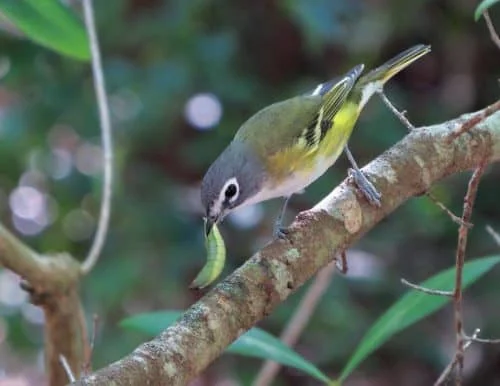 Blue-headed Vireo