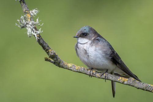 Tree Swallow